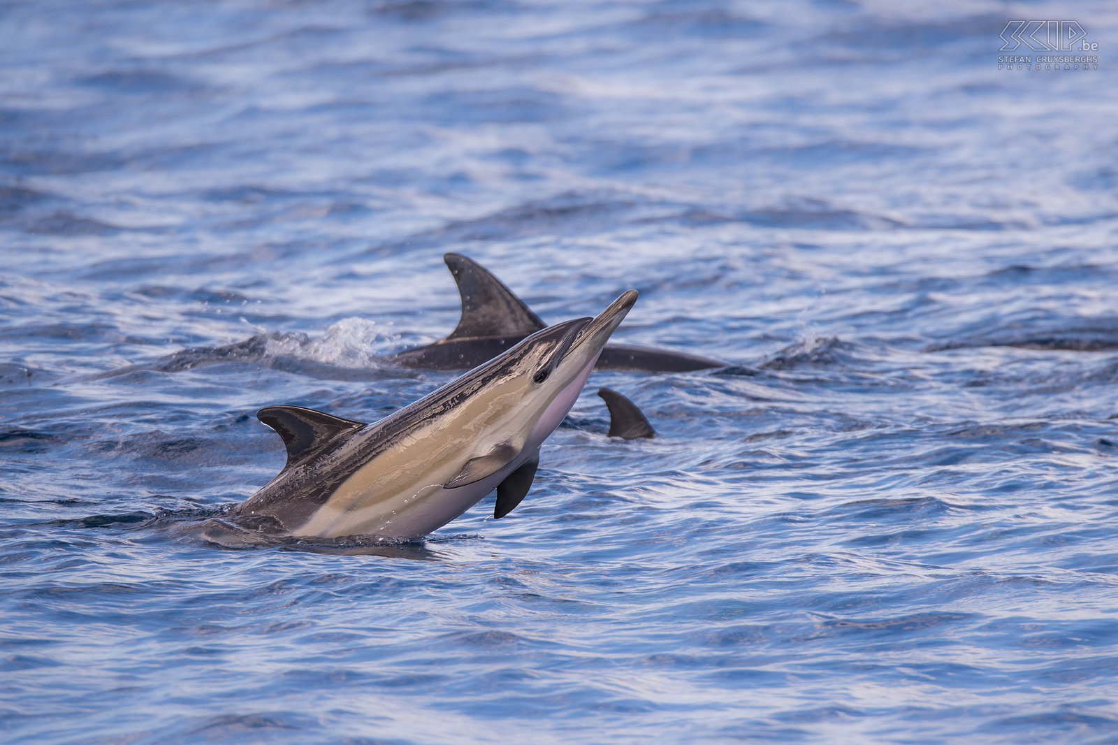 Gewone dolfijn We maakten ook een tocht op zee om walvissen en dolfijnen te spotten. Walvissen kregen we spijtig genoeg niet te zien, welk enkele grote groepen gewone dolfijnen.<br />
 Stefan Cruysberghs